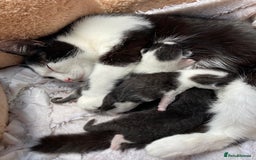 Mixed Breed cats for sale: Girl kitten - Image 4