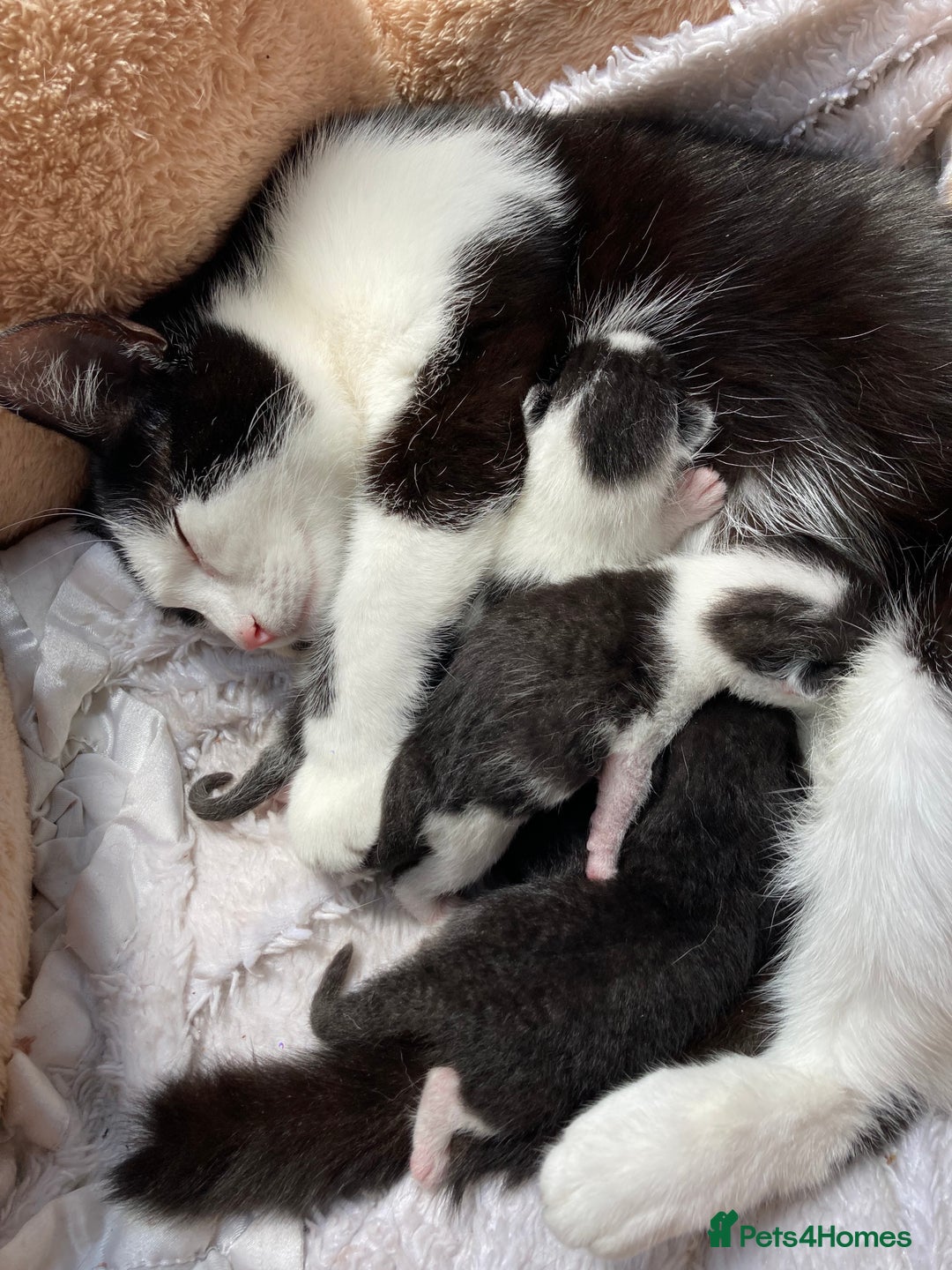 Mixed Breed cats for sale: Girl kitten - Image 4