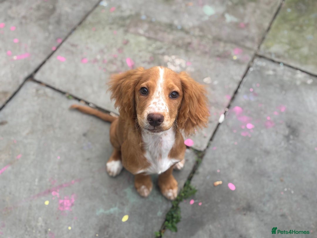 Cocker Spaniel dogs for sale: Two cocker spaniels - Advert 5