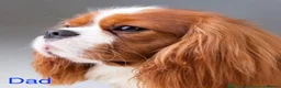 Cavalier King Charles Spaniel dogs for sale: KC Registered Puppies from Health Tested Parents  in Market Rasen - Advert 12