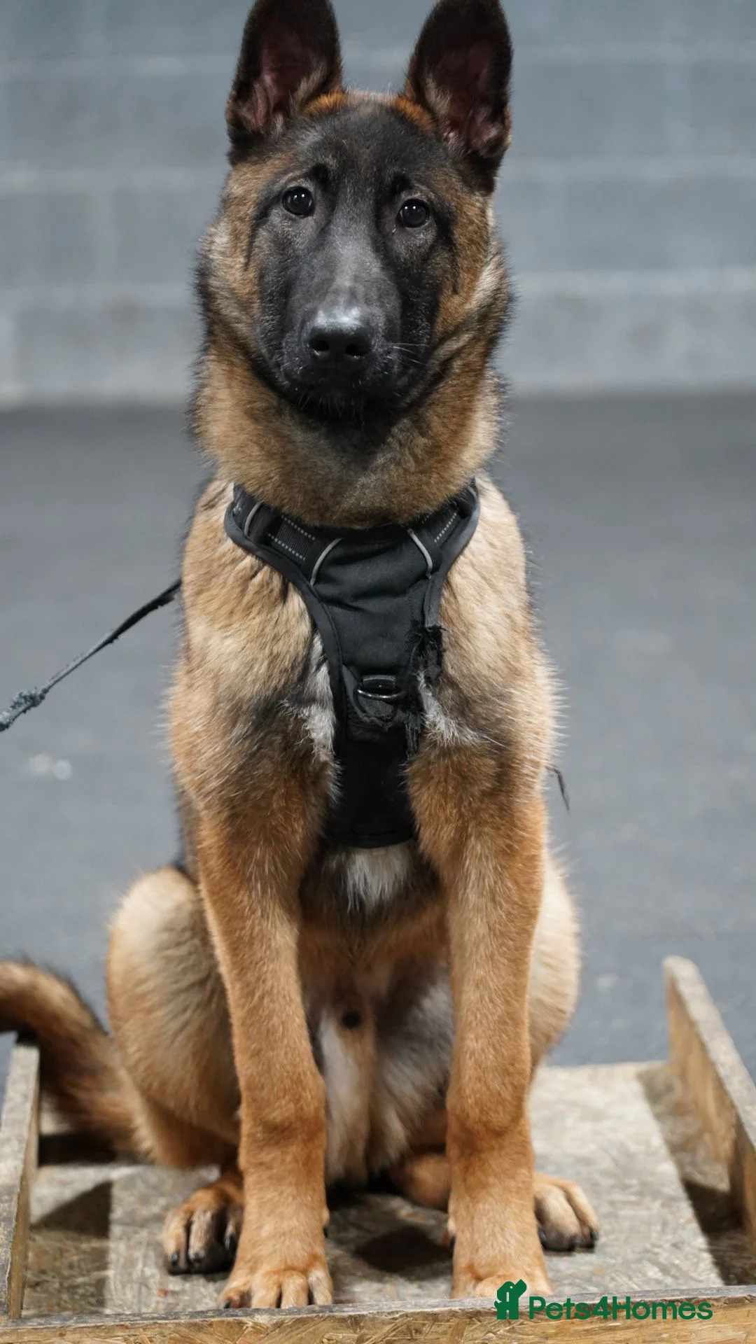 Belgian Shepherd Dog dogs for sale:  7-Month Malinois – Trained Security Prospect - Advert 2