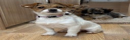 Jack Russell dogs for sale: Jack Russell Puppies… - Advert 25