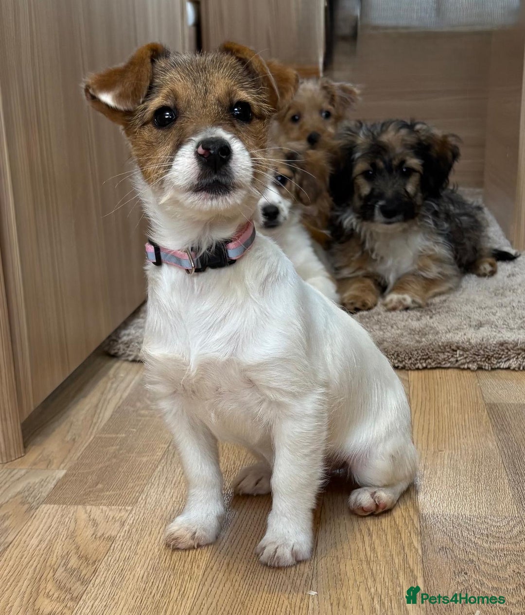 Jack Russell dogs for sale: Jack Russell Puppies… - Advert 25