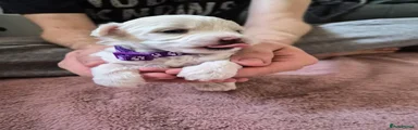 Maltipoo 1