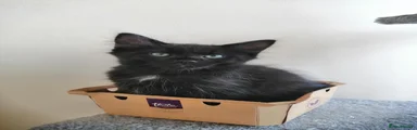 fluffy cat
