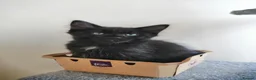 Mixed Breed cats for sale: Kittens. - Advert 6