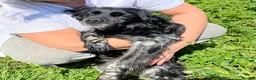 Brittany Spaniel dogs for adoption: Beautiful Older Brittany Laika in Camberley - Advert 7