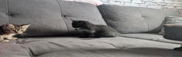 Mixed Breed cats for sale: 2 gorgeous black kittens available  - Advert 6