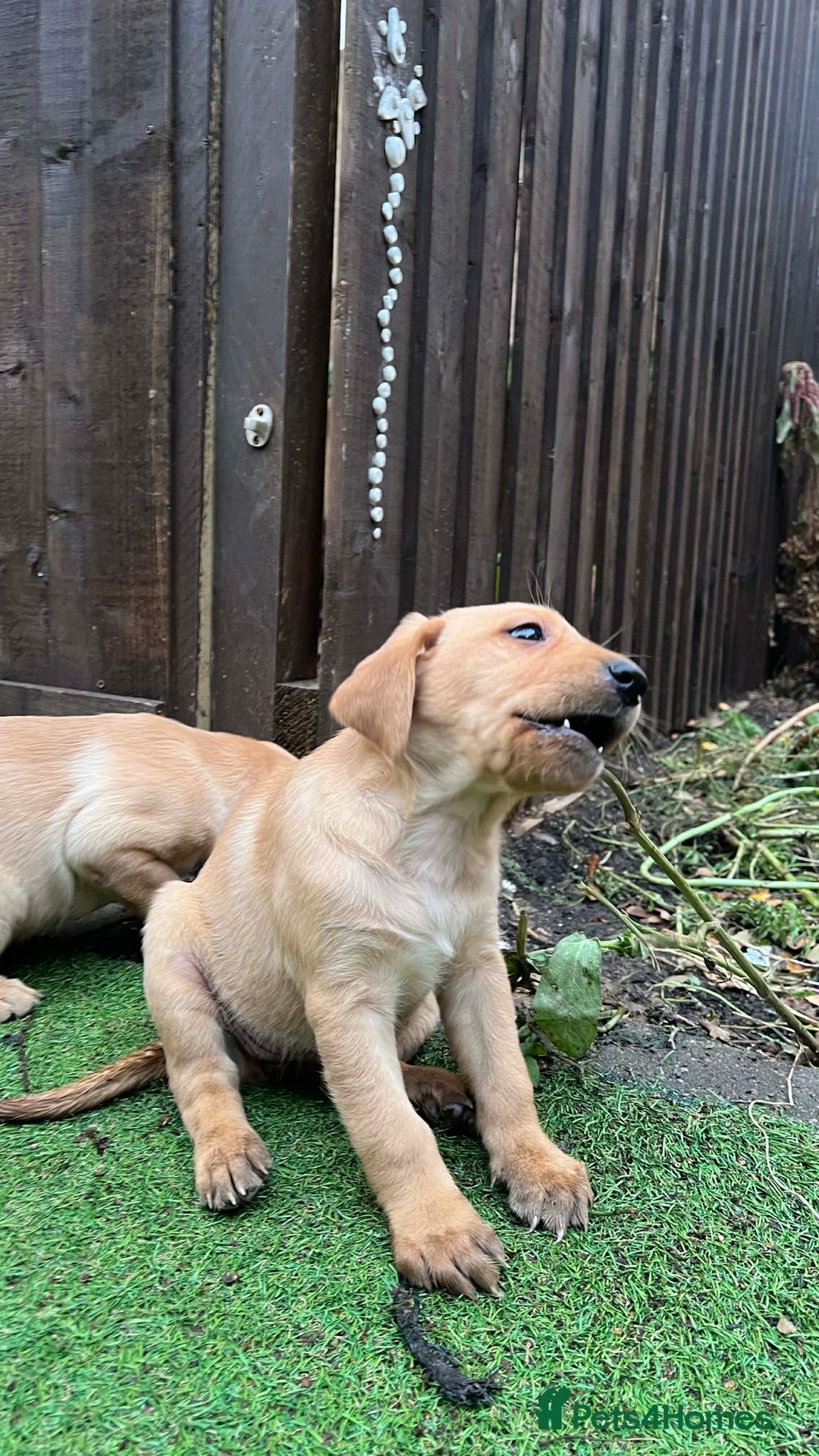 Labrador Retriever dogs for sale: Beautiful Labradors. Ready to go! - Advert 18