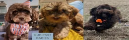 Cockapoo dogs for sale: 3 girl 2 boys May babies (July Home Time) - Advert 27