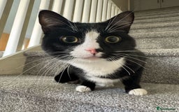 Domestic Shorthair cats for sale: kittens - Image 13