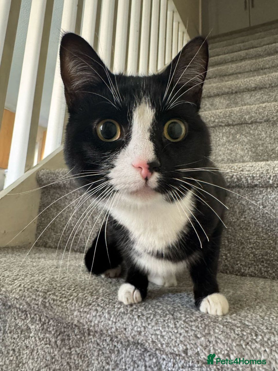 Domestic Shorthair cats for sale: kittens - Image 13
