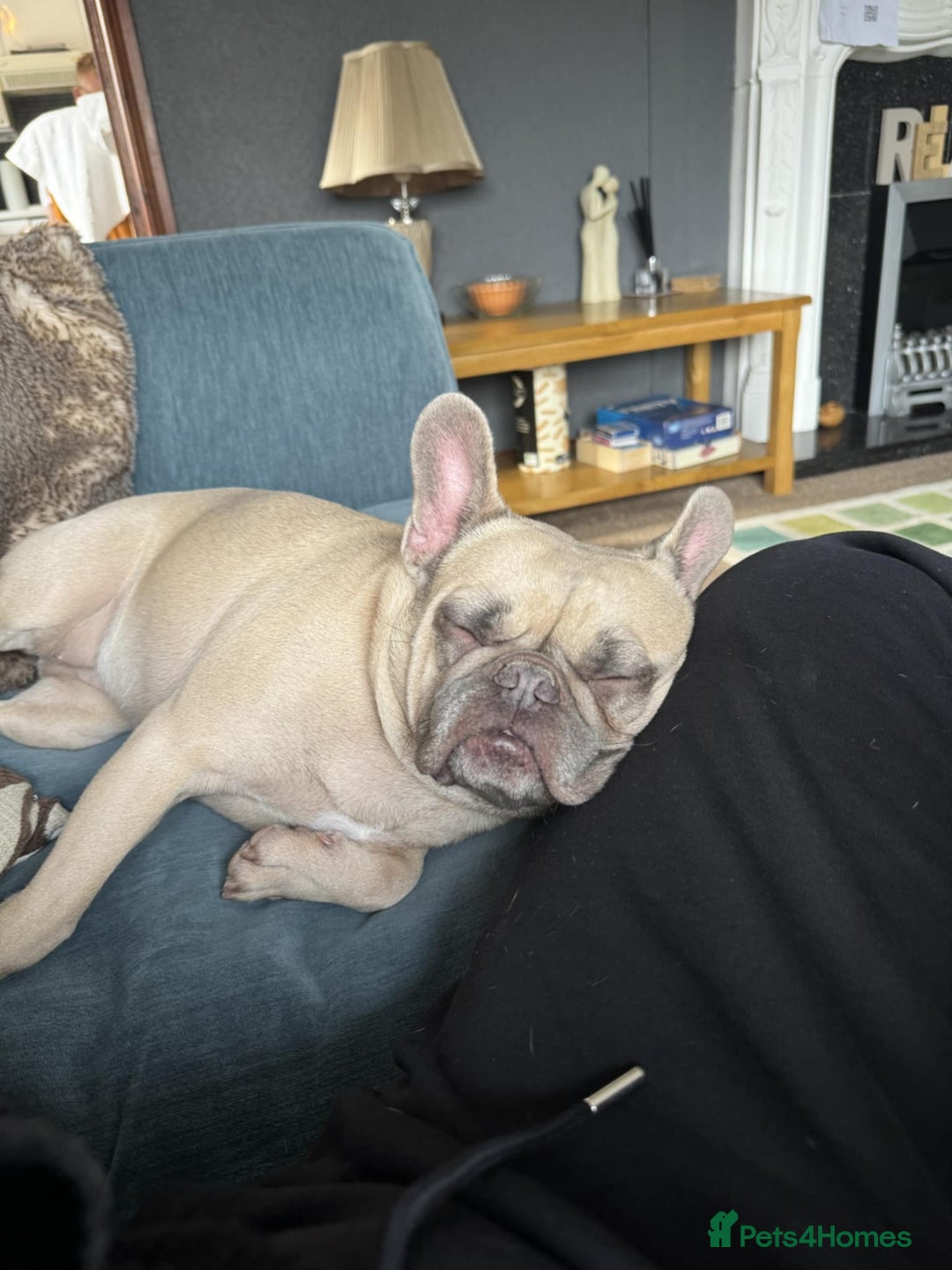 French Bulldog dogs for sale: 🐾 loving lilac fawn French bulldog 🐾  - Image 5