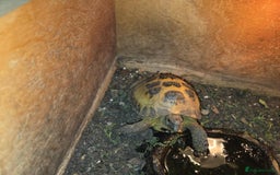 Tortoise reptiles for sale: 2 x horsefield tortoises - Image 2