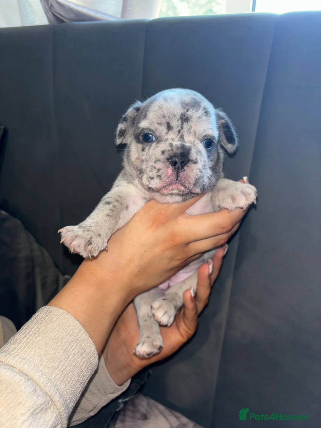 French Bulldog dogs for stud: STUD Full Fluffy Visual Merle £500 all in  in Liverpool - Advert 15