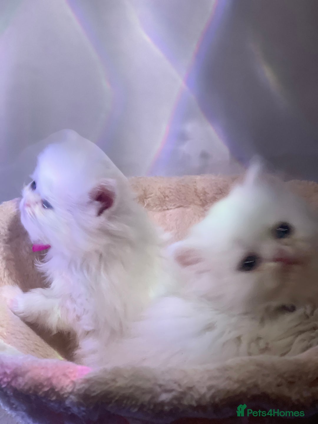 Persian cats for sale: ♥️🍃 ꨁ EXOTIC PERSIAN DOLL FACE KITTENS FOR SALE - Advert 26