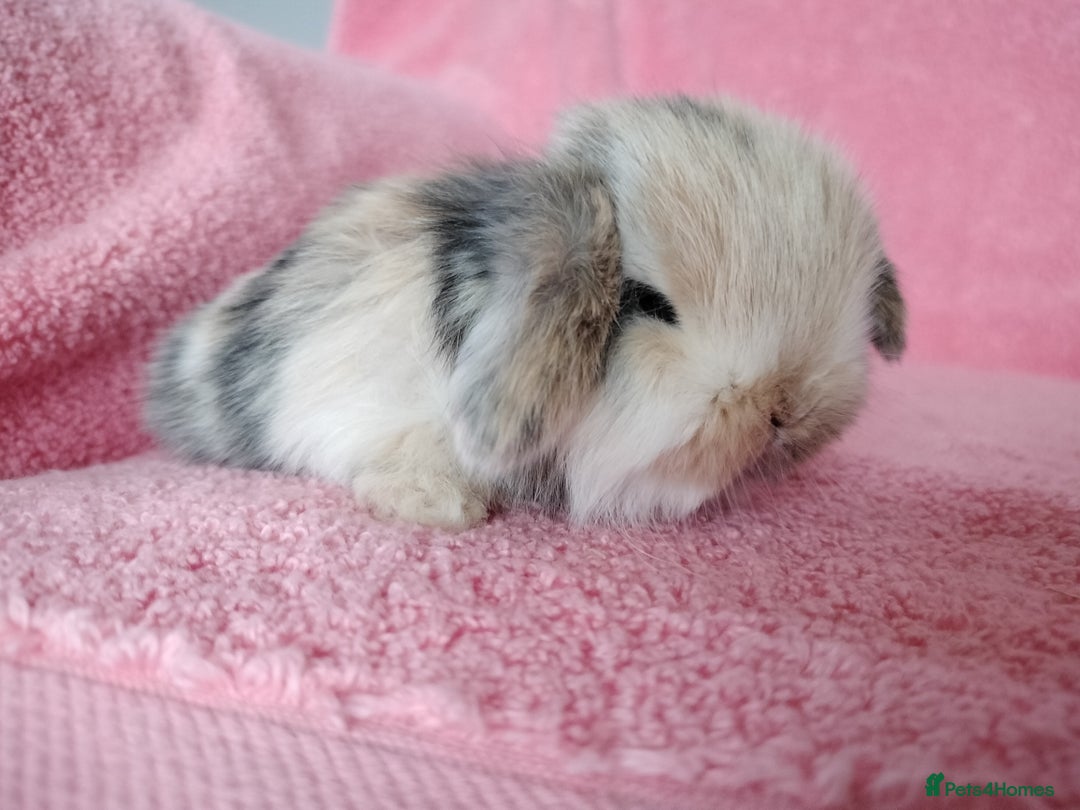 Mini Lop rabbits for sale: Baby mini lops for sale  - Advert 5