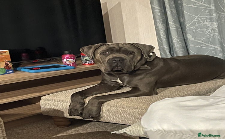 Cane Corso dogs - Advert 6