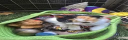 Mixed Breed cats for sale: 3 female calico kittens - Advert 2