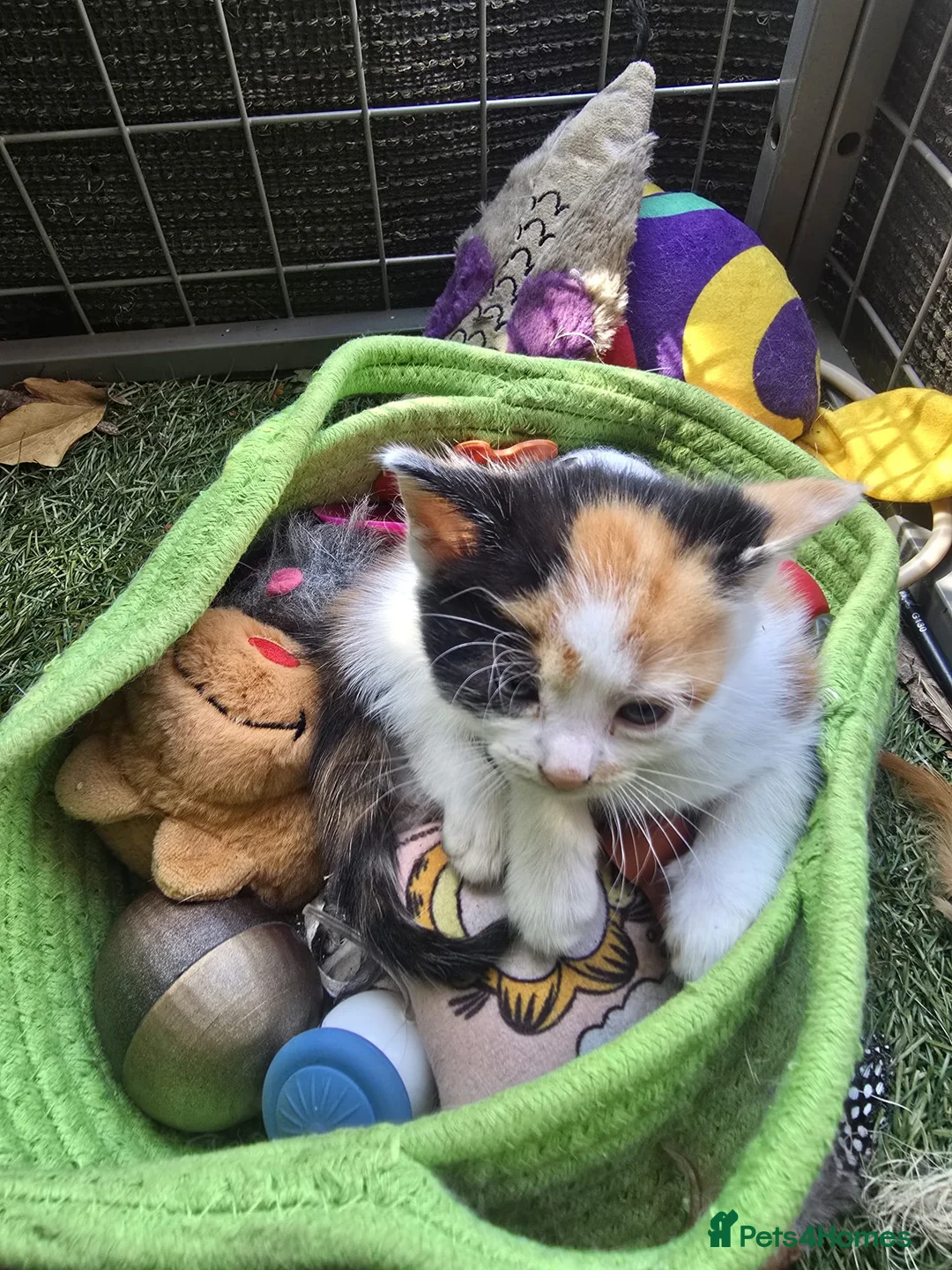 Mixed Breed cats for sale: 3 female calico kittens - Advert 2