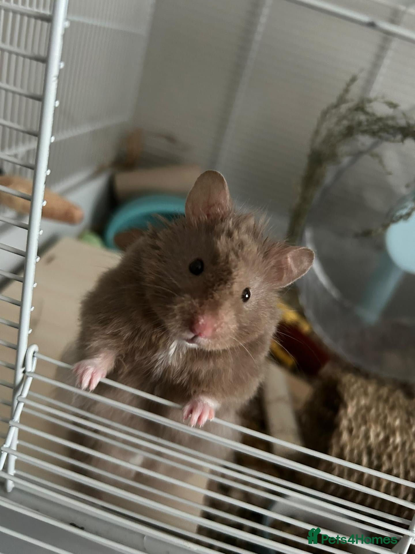 Hamster rodents for sale: Syrian hamster with set up - Advert 3
