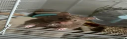 Hamster rodents for sale: Syrian hamster with set up - Advert 1