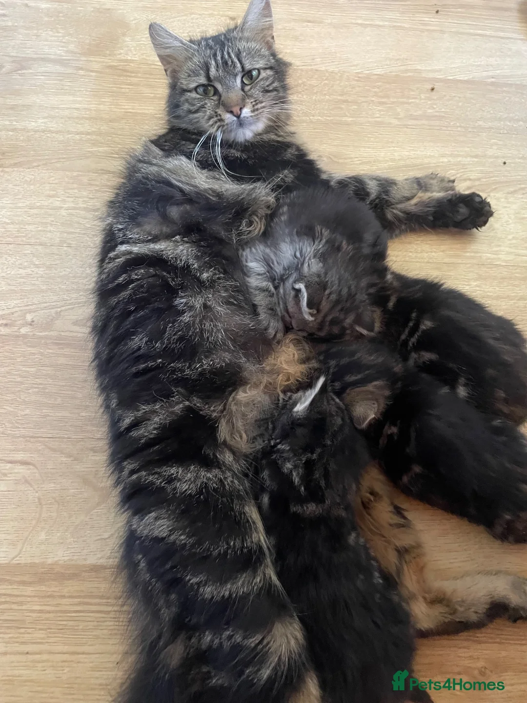 Mixed Breed cats for sale: 10 Loving and Playful Kittens  - Advert 13