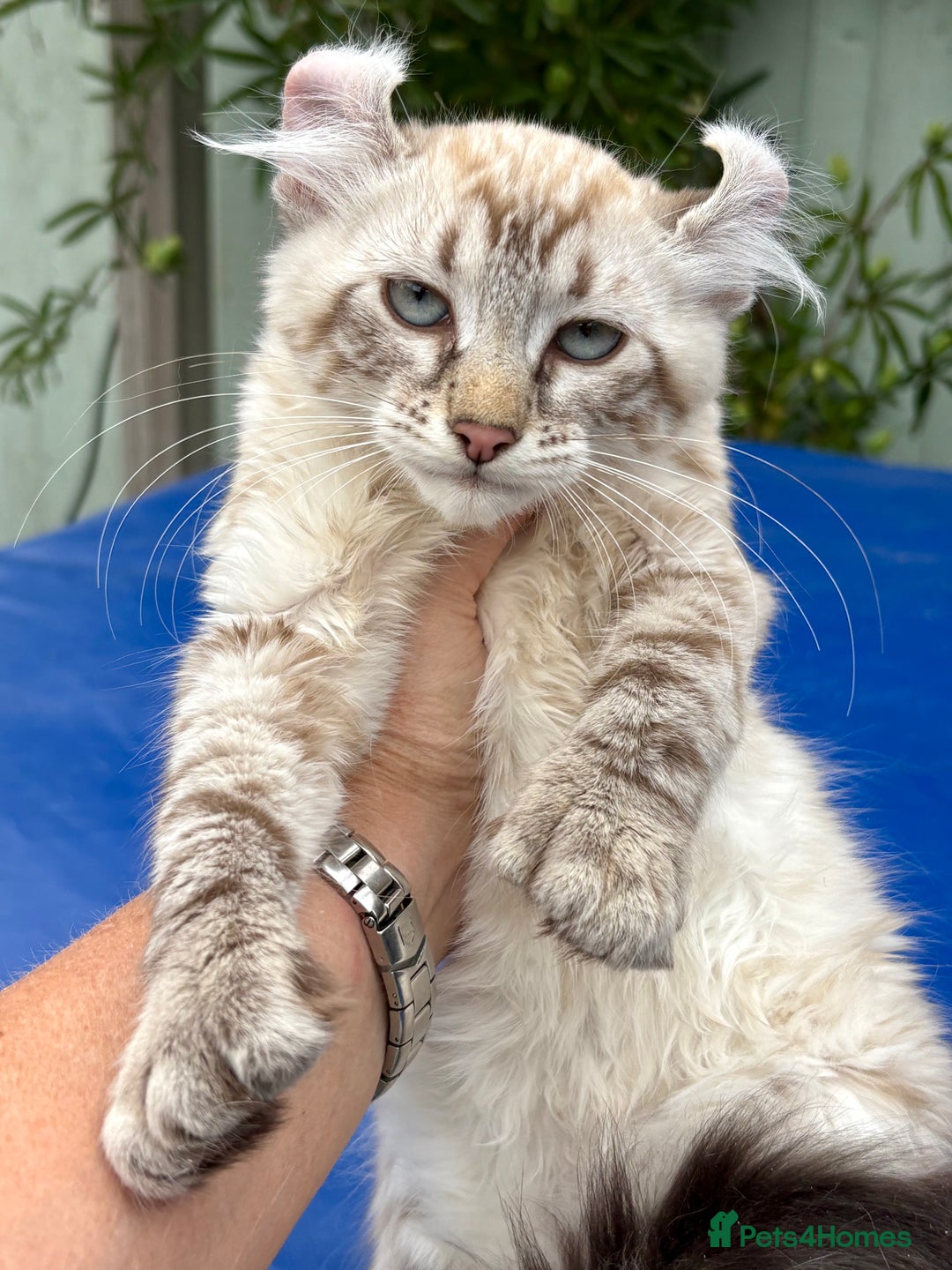 Savannah cats for sale: Breath taking rare girl - Image 6