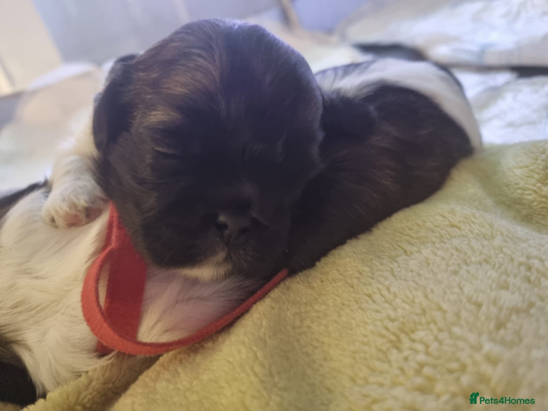 Shih Tzu dogs for sale: Shih tzu pups - Advert 5
