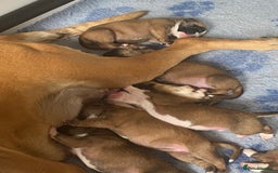 Boxer dogs for sale: Stunning kc reg boxer babies 2 girls remaining  - Image 11