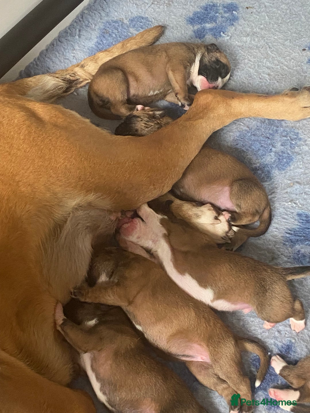 Boxer dogs for sale: Stunning kc reg boxer babies 2 girls remaining  - Image 11