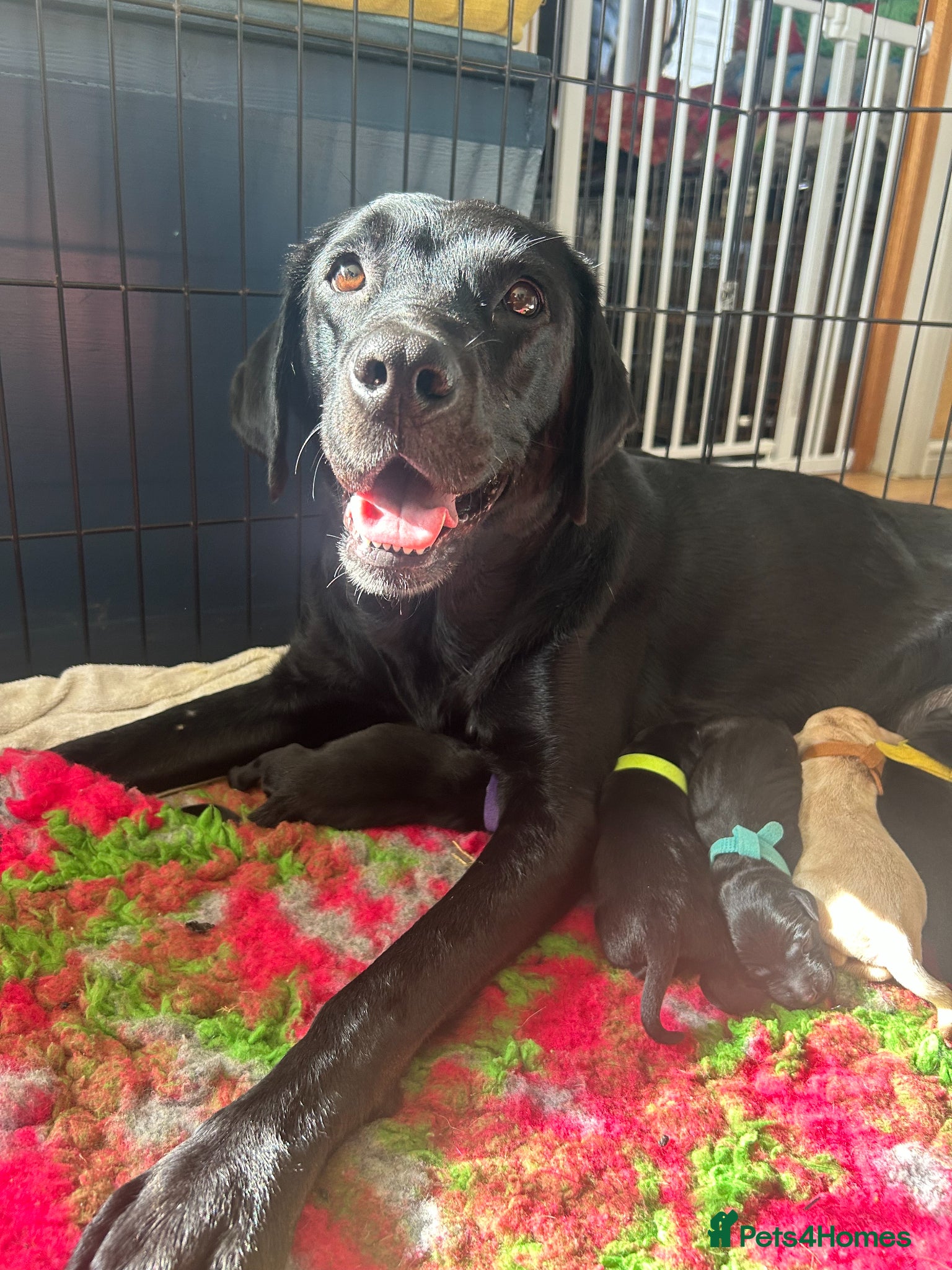 Labrador Retriever dogs STUNNING KC REG BLACK AND YELLOW LABRADORS - Advert 1