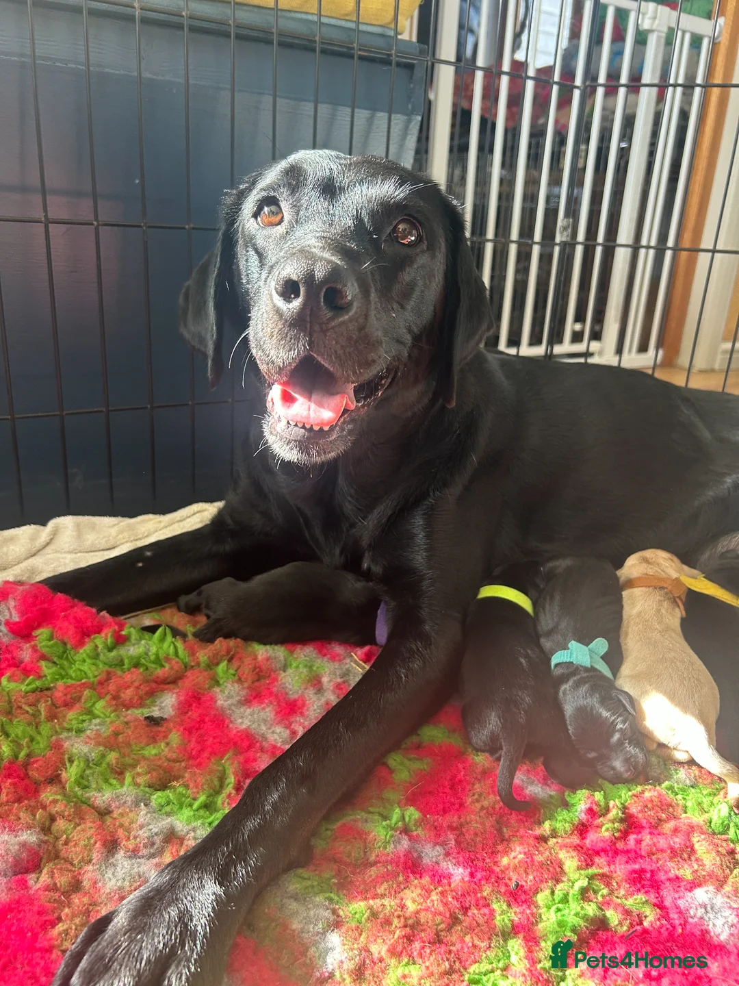 Labrador Retriever dogs for sale: STUNNING KC REG BLACK AND YELLOW LABRADORS - Advert 1