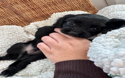 Cavapoo dogs for sale: Cavalier King Charles  - Image 6