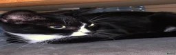 Mixed Breed cats for sale: Three adorable kittens  - Advert 1