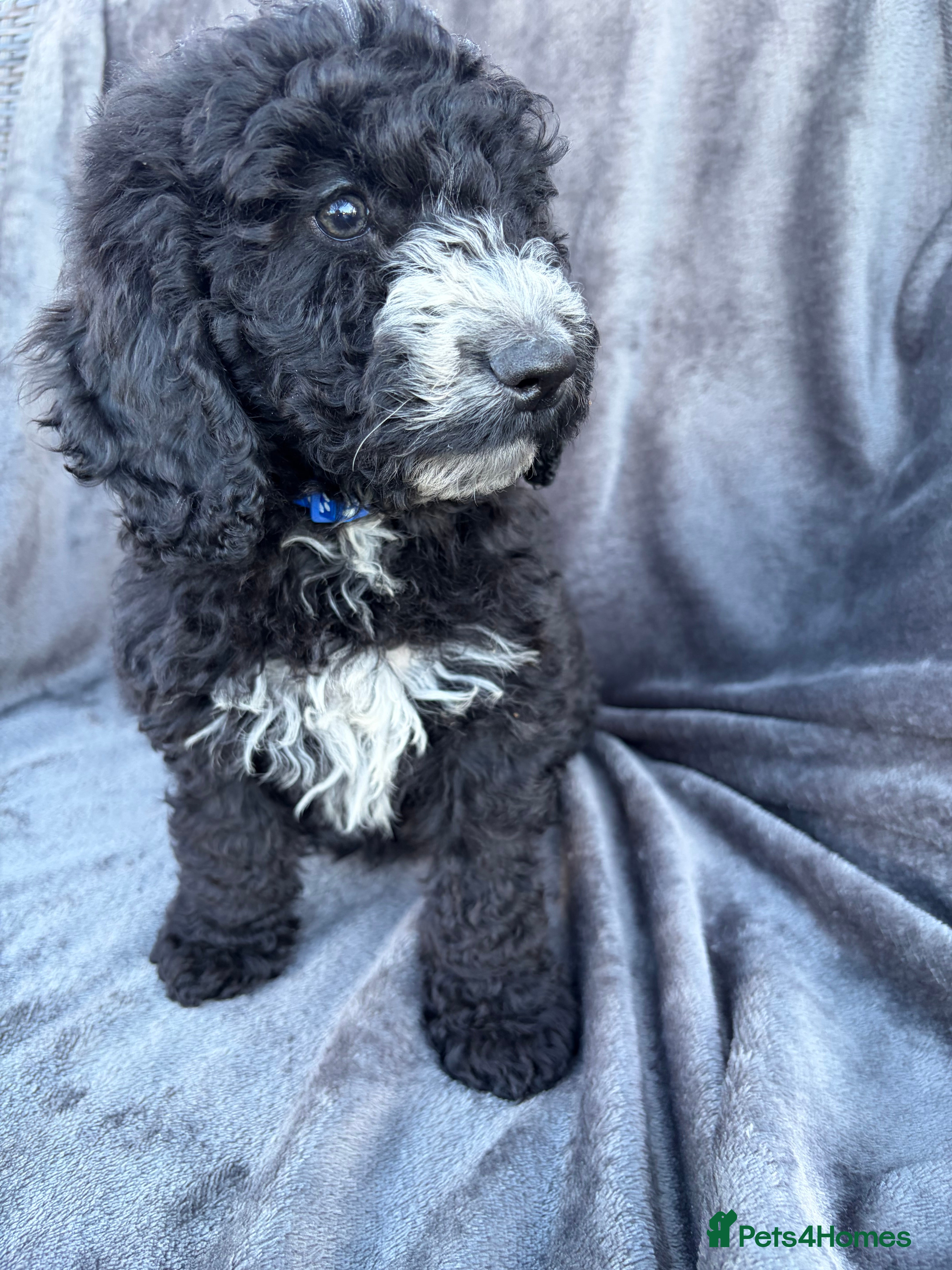 Cockapoo dogs 🐾STUNNING F1 COCKERPOOS 🐾 - Advert 1