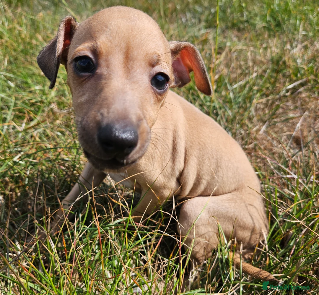 Italian Greyhound dogs for stud: Proven KC Italian Greyhound Stud from champ lines - Advert 8