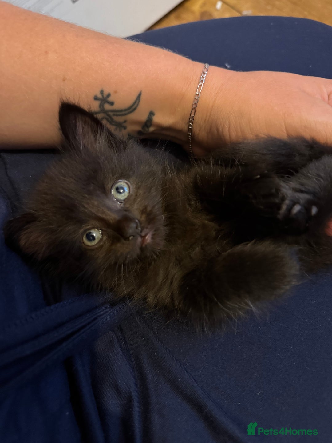 Mixed Breed cats for sale: Mixed breed kittens  - Image 15