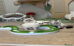 British Shorthair cats for sale: Affectionate lap cats health tested parents  - Image 24