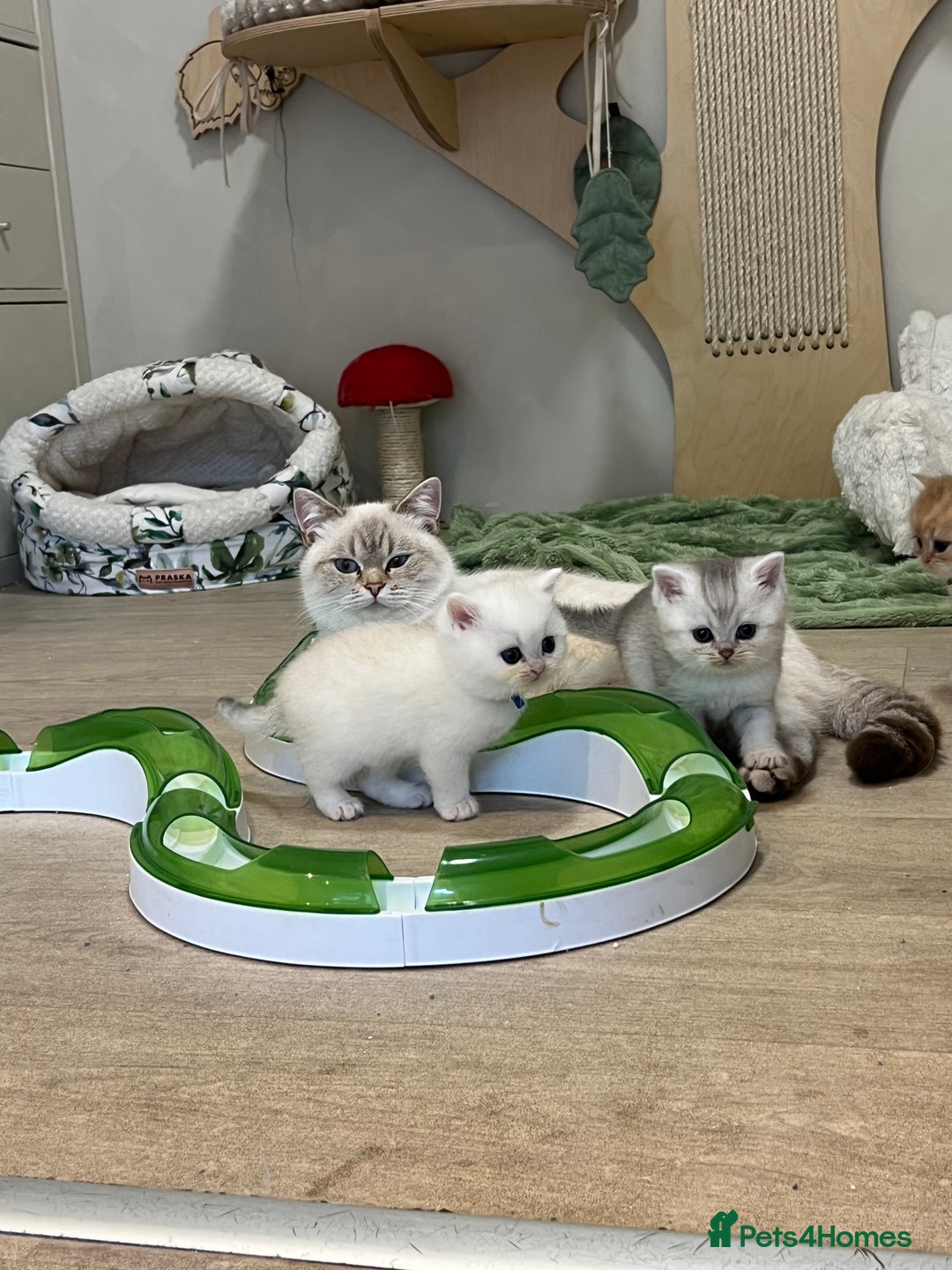 British Shorthair cats for sale: Affectionate lap cats health tested parents  - Image 24
