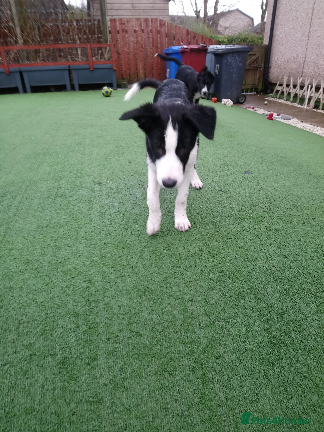 Border Collie dogs for sale: Two Border Collie girls - Advert 2