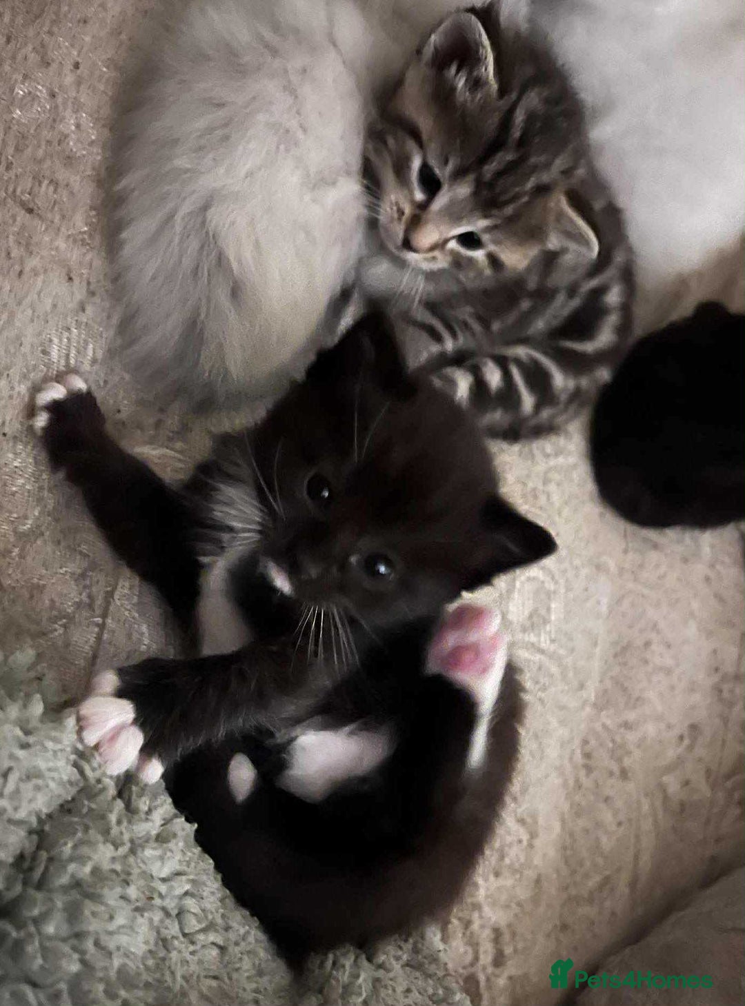 Ragdoll cats for sale: Stunning Rgdoll mix kittens !!!  - Image 4