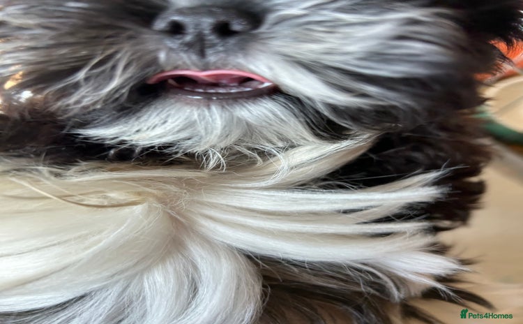 Shih Tzu dogs - Advert 12