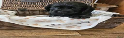 Cocker Spaniel dogs for sale: Working Cocker Spaniels - Advert 7