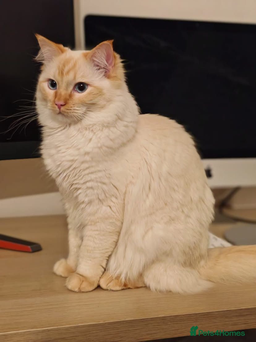 Ragdoll cats Flame point ragdoll for stud - Advert 5