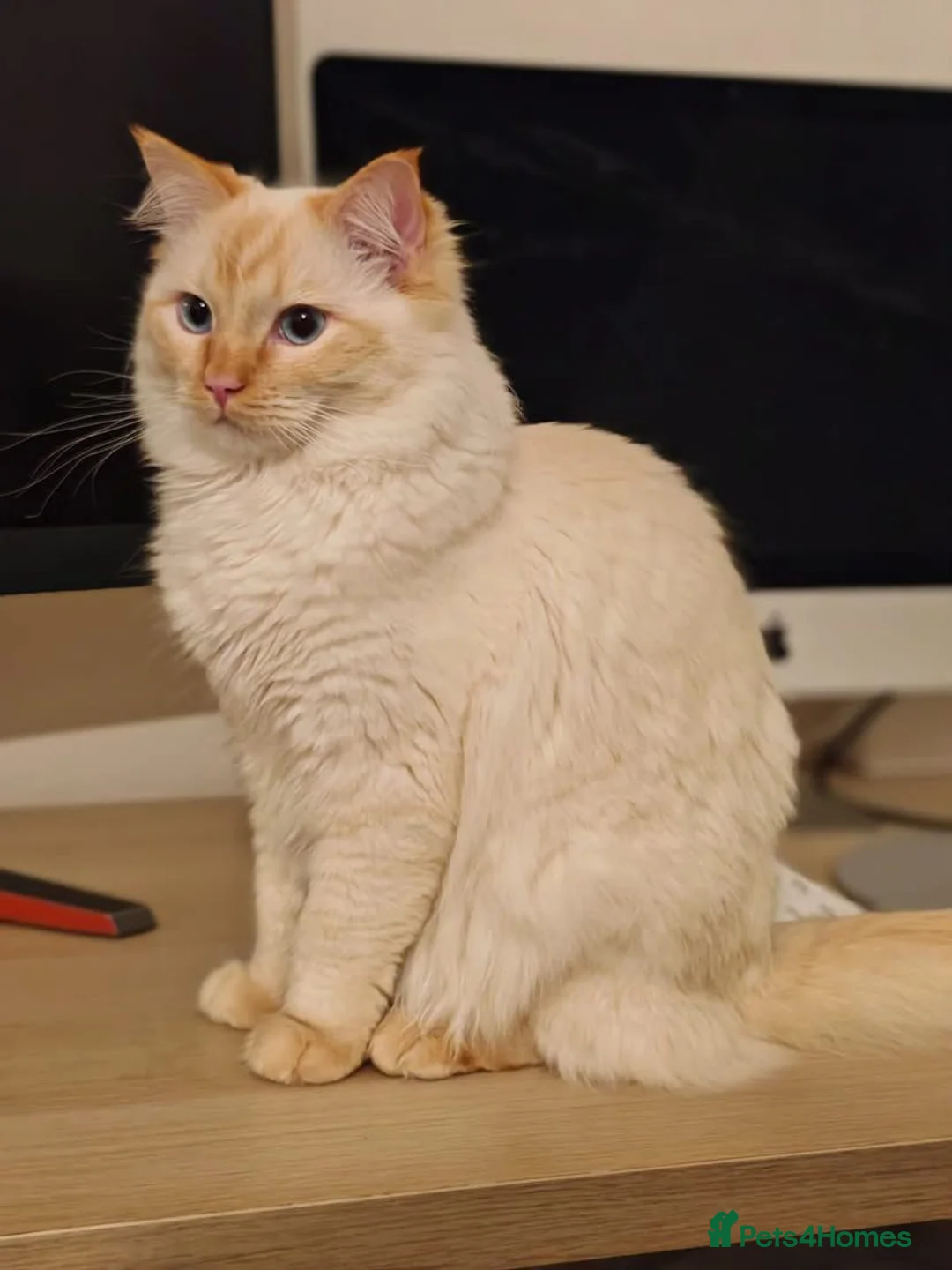 Ragdoll cats for stud: Flame point ragdoll for stud - Advert 1