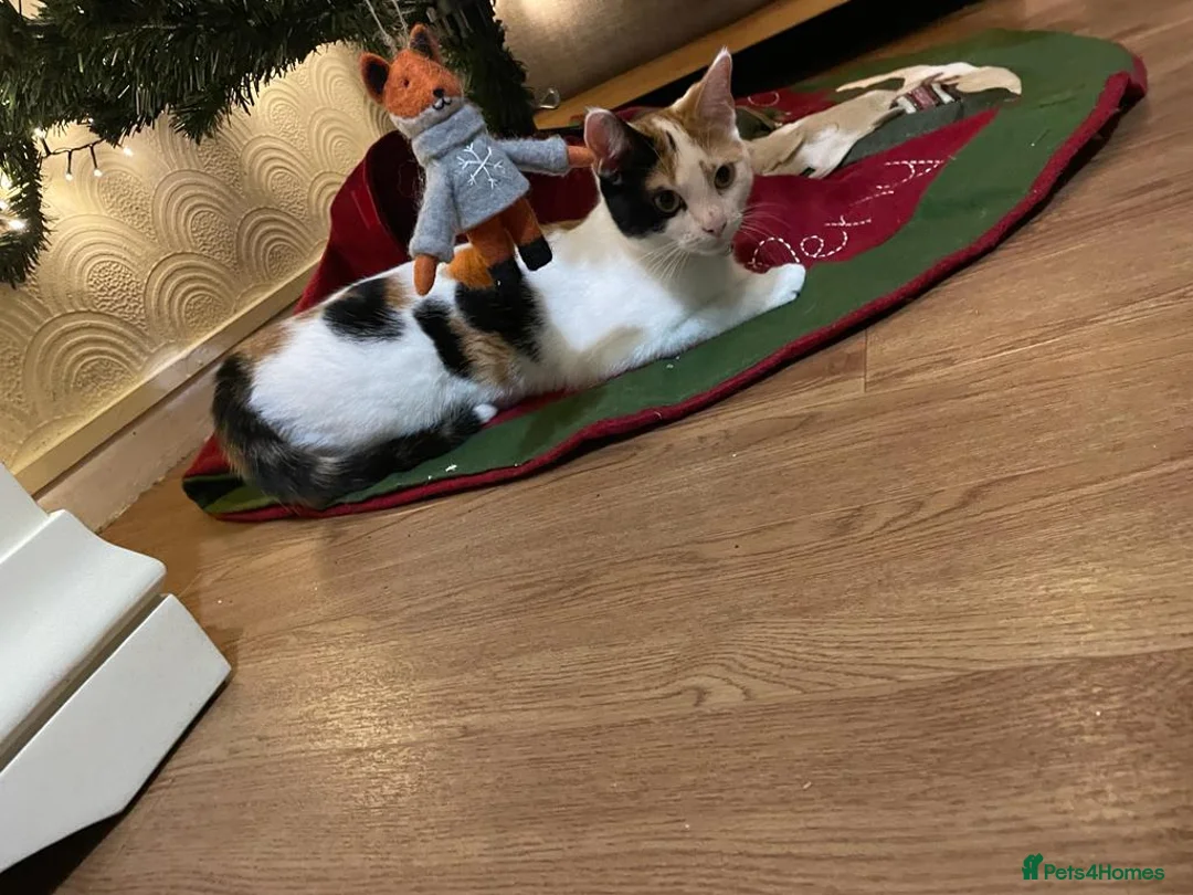 Mixed Breed cats for sale: Mixed breed female  - Advert 2