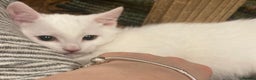 Turkish Van cats for sale: Gorgeous Turkish Van Kittens - Advert 37