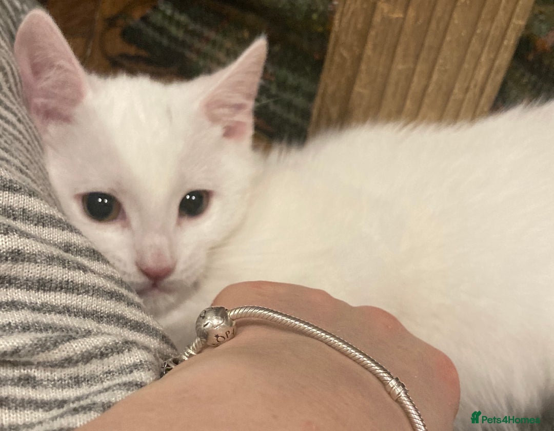 Turkish Van cats for sale: Gorgeous Turkish Van Kittens - Advert 37