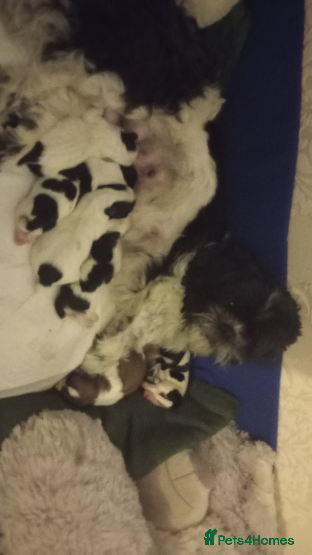 Shih Tzu dogs for sale: Adorable shih-tzu puppies - Advert 12